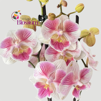 99. Pearl Big Lip Peloric Orchid – Phalaenopsis | Approx. 55cm Tall | 12cm Nursery Pot