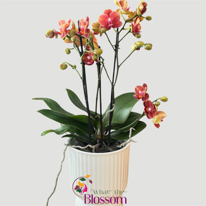 4️⃣4️⃣. Phalaenopsis Phoenix Orchid – 12cm Nursery Pot – Approx. 40cm Tall – Warm Coral & Copper Blooms