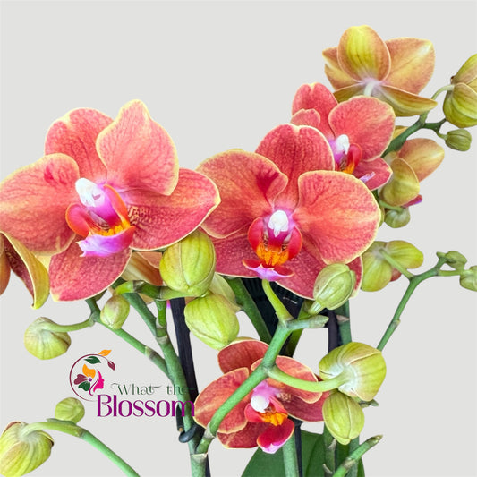 4️⃣4️⃣. Phalaenopsis Phoenix Orchid – 12cm Nursery Pot – Approx. 40cm Tall – Warm Coral & Copper Blooms