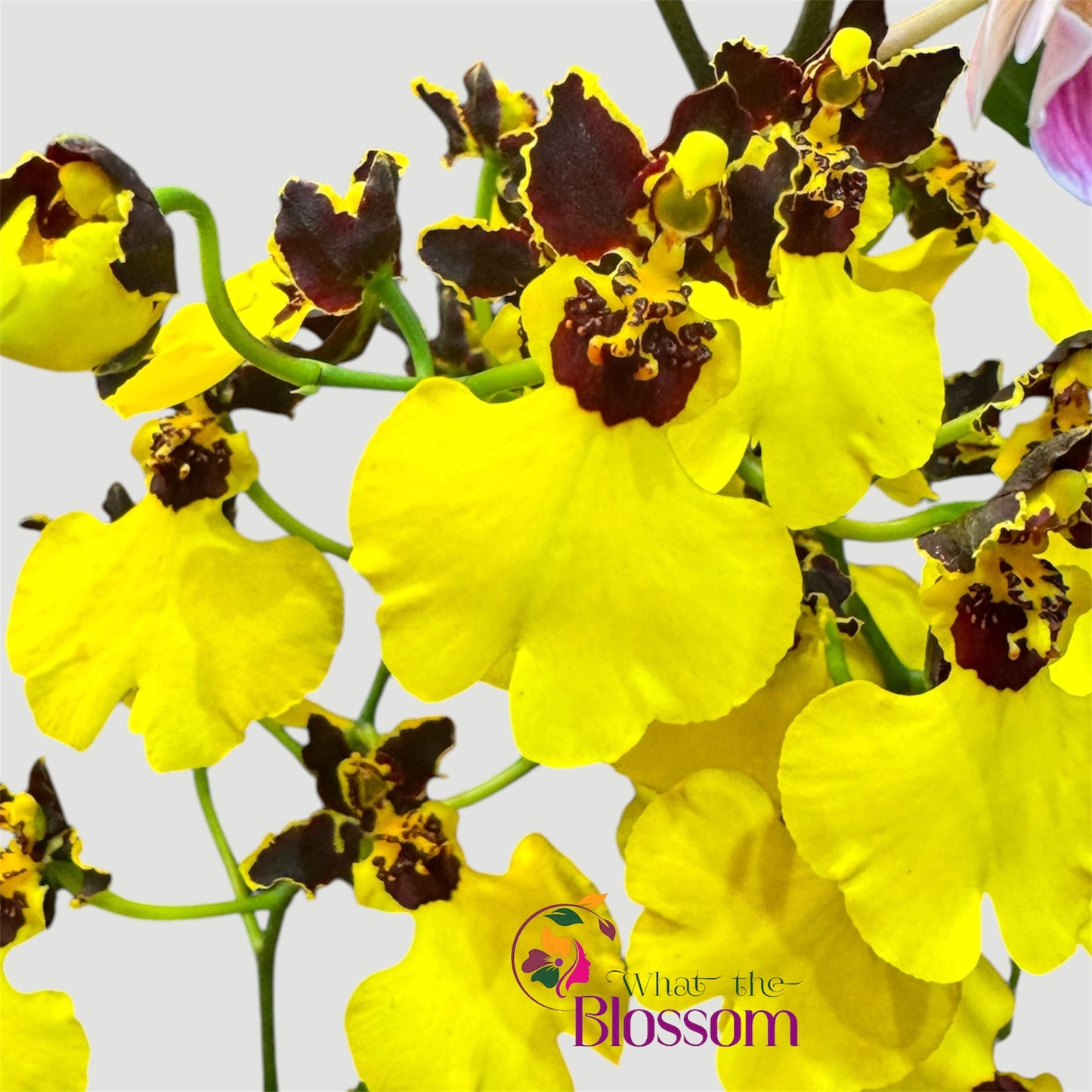 7️⃣7️⃣. Nelly Isler Orchid SCENTED