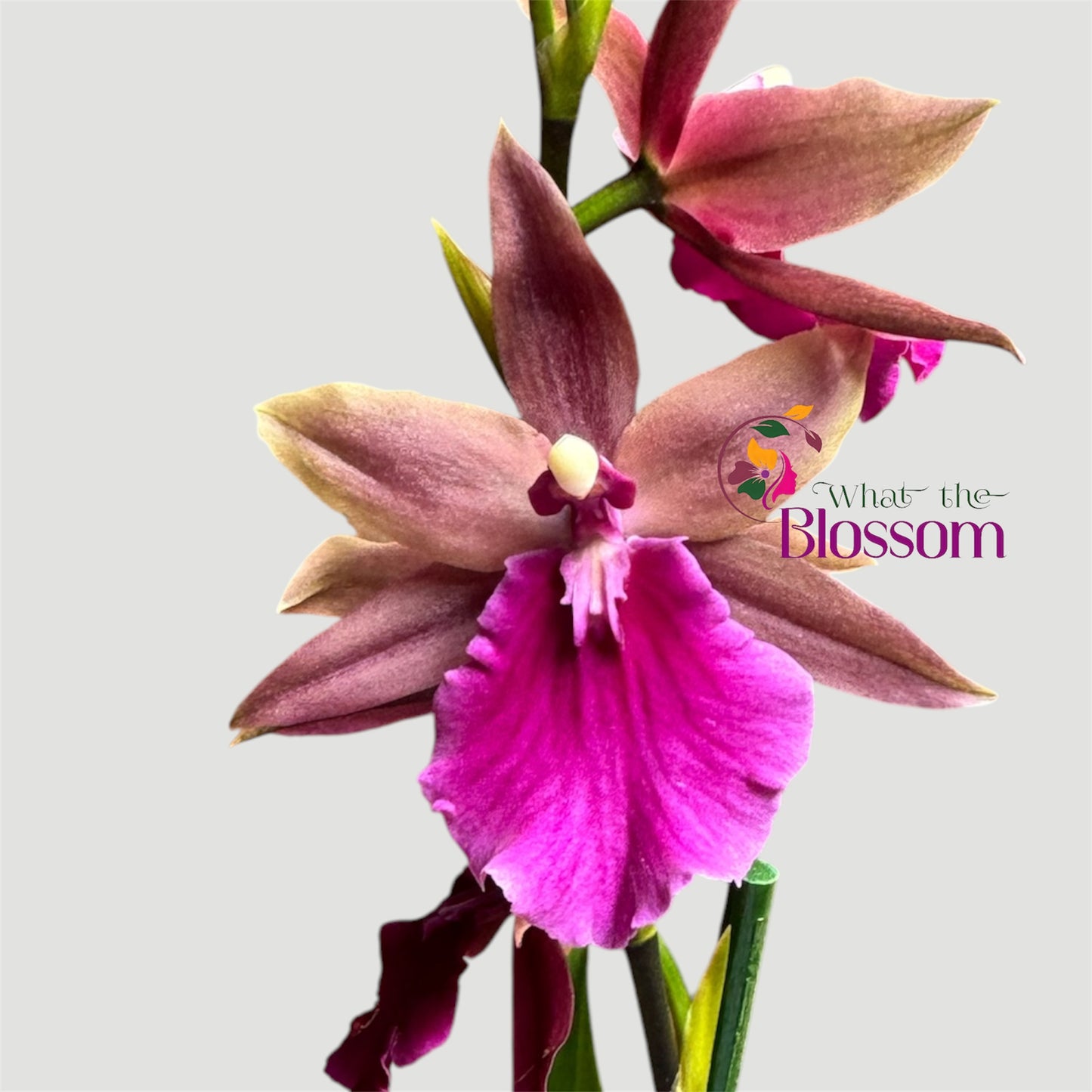 9️⃣1️⃣. Miltonia Honolulu Orchid – 12cm Nursery Pot – Approx. 50cm Tall – Chocolate Bronze Blooms with Vibrant Magenta Lip