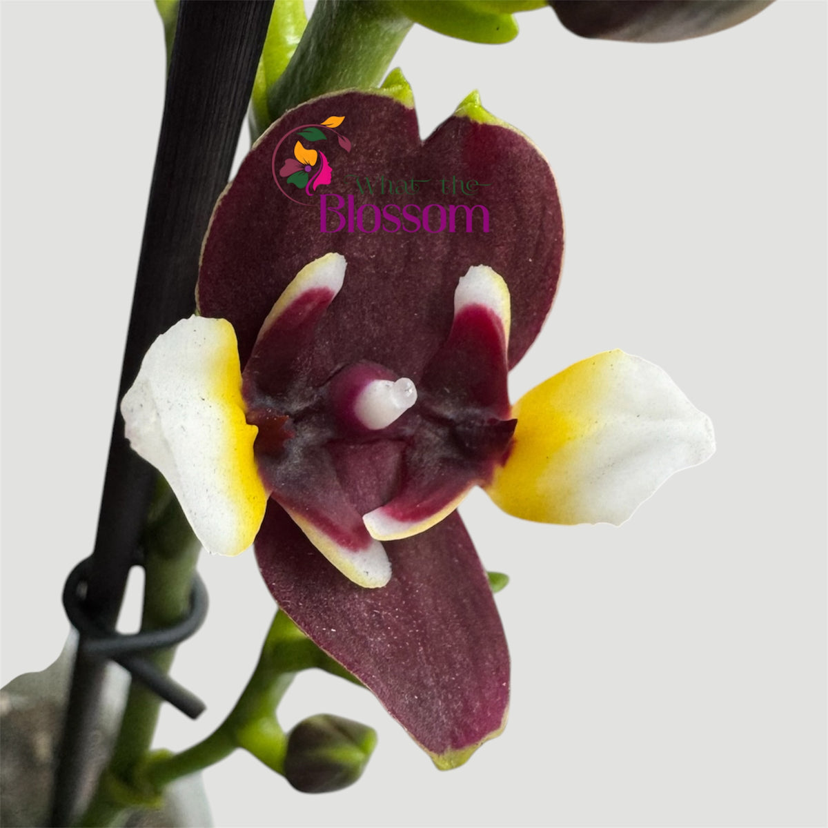 87. Phalaenopsis Yaphon Star Diamond – Peloric Orchid – 12cm Nursery Pot – Approx. 40–45cm Tall