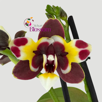 87. Phalaenopsis Yaphon Star Diamond – Peloric Orchid – 12cm Nursery Pot – Approx. 40–45cm Tall