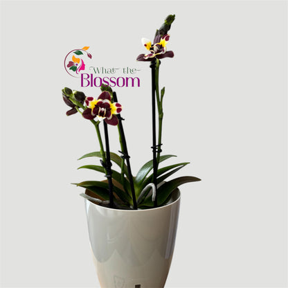 87. Phalaenopsis Yaphon Star Diamond – Peloric Orchid – 12cm Nursery Pot – Approx. 40–45cm Tall