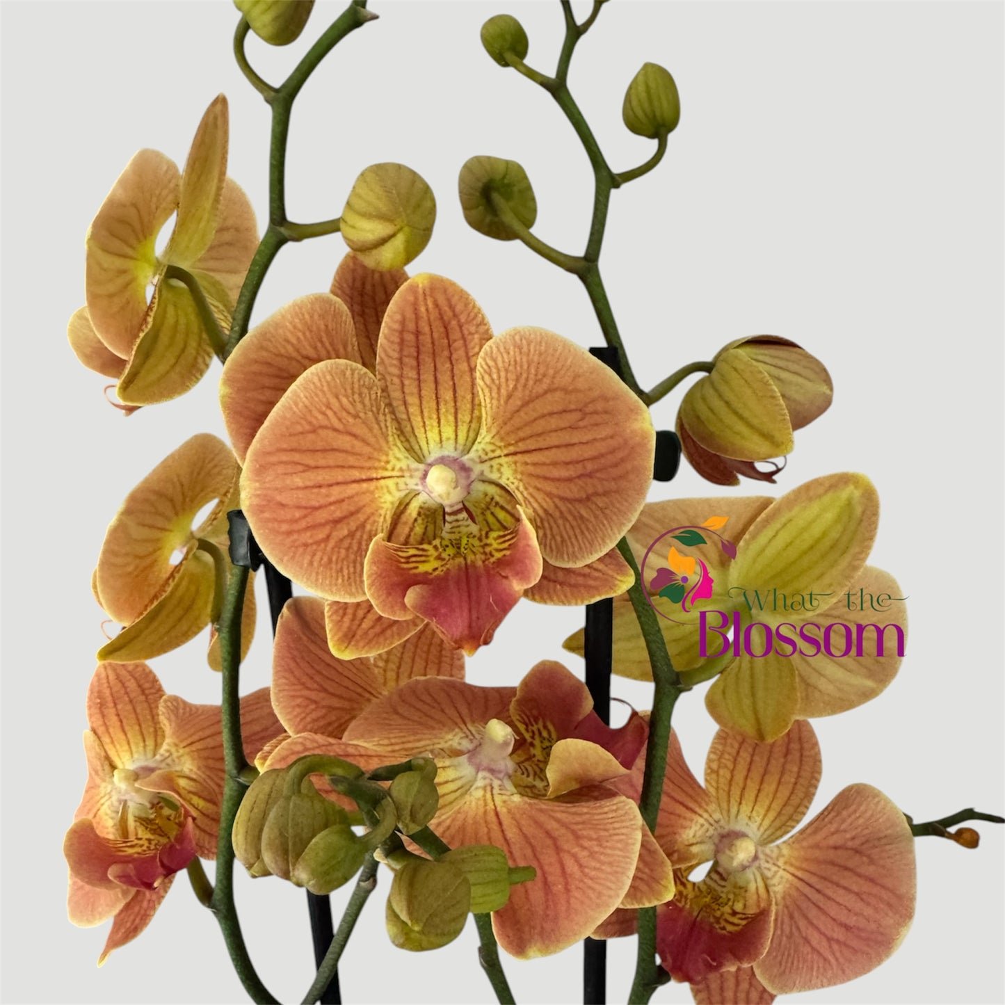 Phalaenopsis Hocus Pocus Orchid – 12cm Nursery Pot – Approx. 60cm Tall – Autumn Copper Blooms
