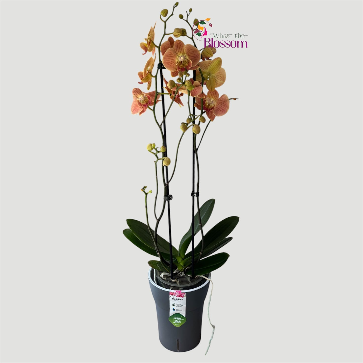 Phalaenopsis Hocus Pocus Orchid – 12cm Nursery Pot – Approx. 60cm Tall – Autumn Copper Blooms