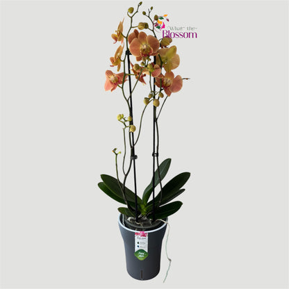 Phalaenopsis Hocus Pocus Orchid – 12cm Nursery Pot – Approx. 60cm Tall – Autumn Copper Blooms