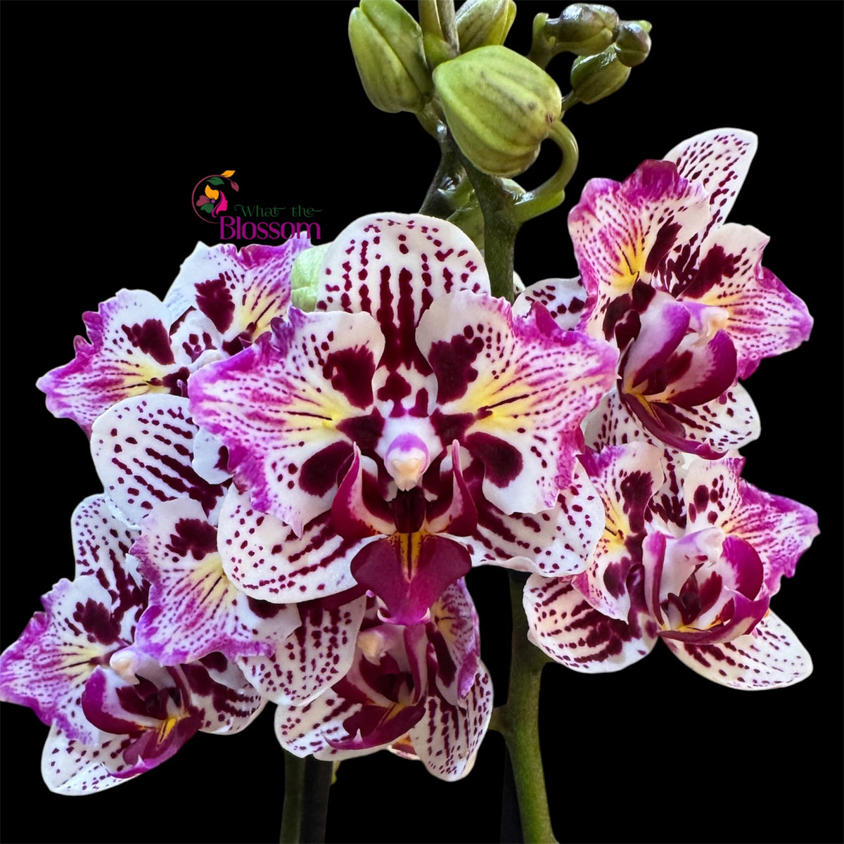 Phalaenopsis Happy Pearl Orchid – 12cm Nursery Pot – Approx. 50cm Tall – Highly Patterned Blooms