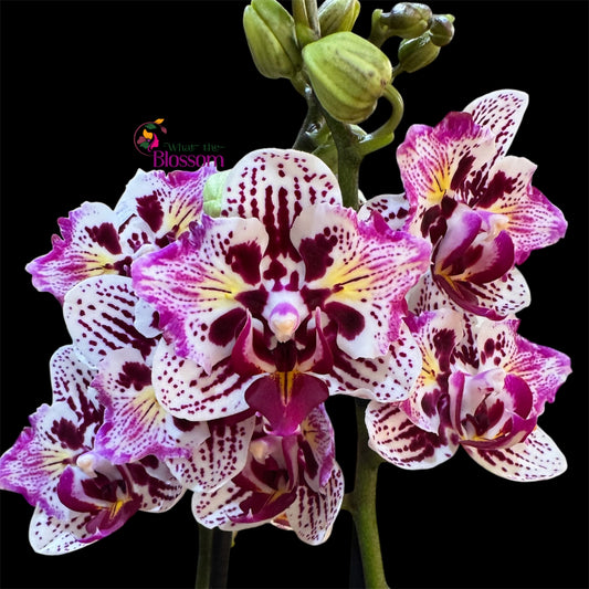 87. Phalaenopsis Happy Pearl Orchid – 12cm Nursery Pot – Approx. 50cm Tall – Highly Patterned Blooms