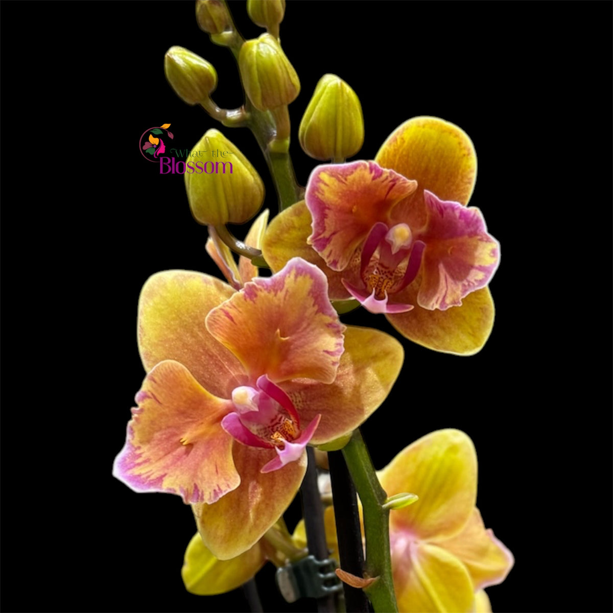 Phalaenopsis Sahara Orchid – 12cm Nursery Pot – Approx. 50cm Tall – Exotic Bronze & Golden Blooms