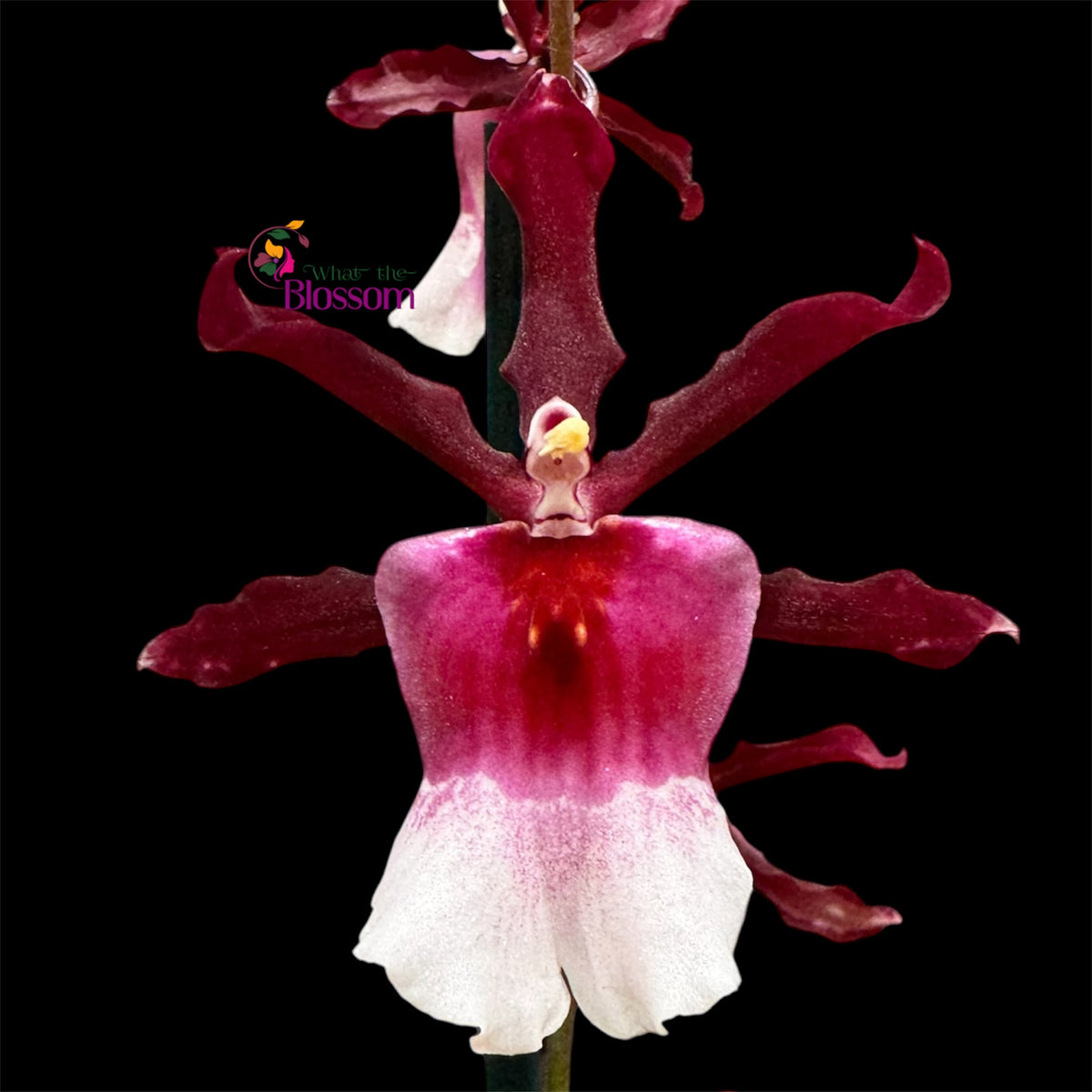 7️⃣7️⃣. Nelly Isler Orchid SCENTED