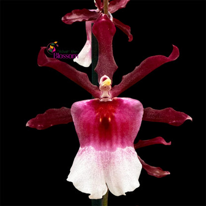 7️⃣7️⃣. Nelly Isler Orchid SCENTED