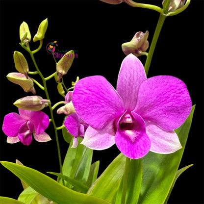 88. Dendrobium Phalaenopsis Hybrid Orchid – Fragranced – 12cm Nursery Pot – Approx. 45–60cm Tall