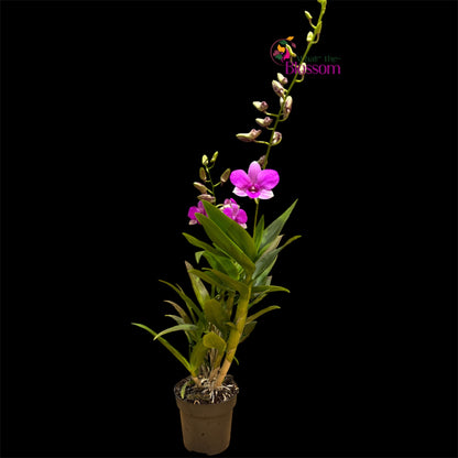 88. Dendrobium Phalaenopsis Hybrid Orchid – Fragranced – 12cm Nursery Pot – Approx. 45–60cm Tall
