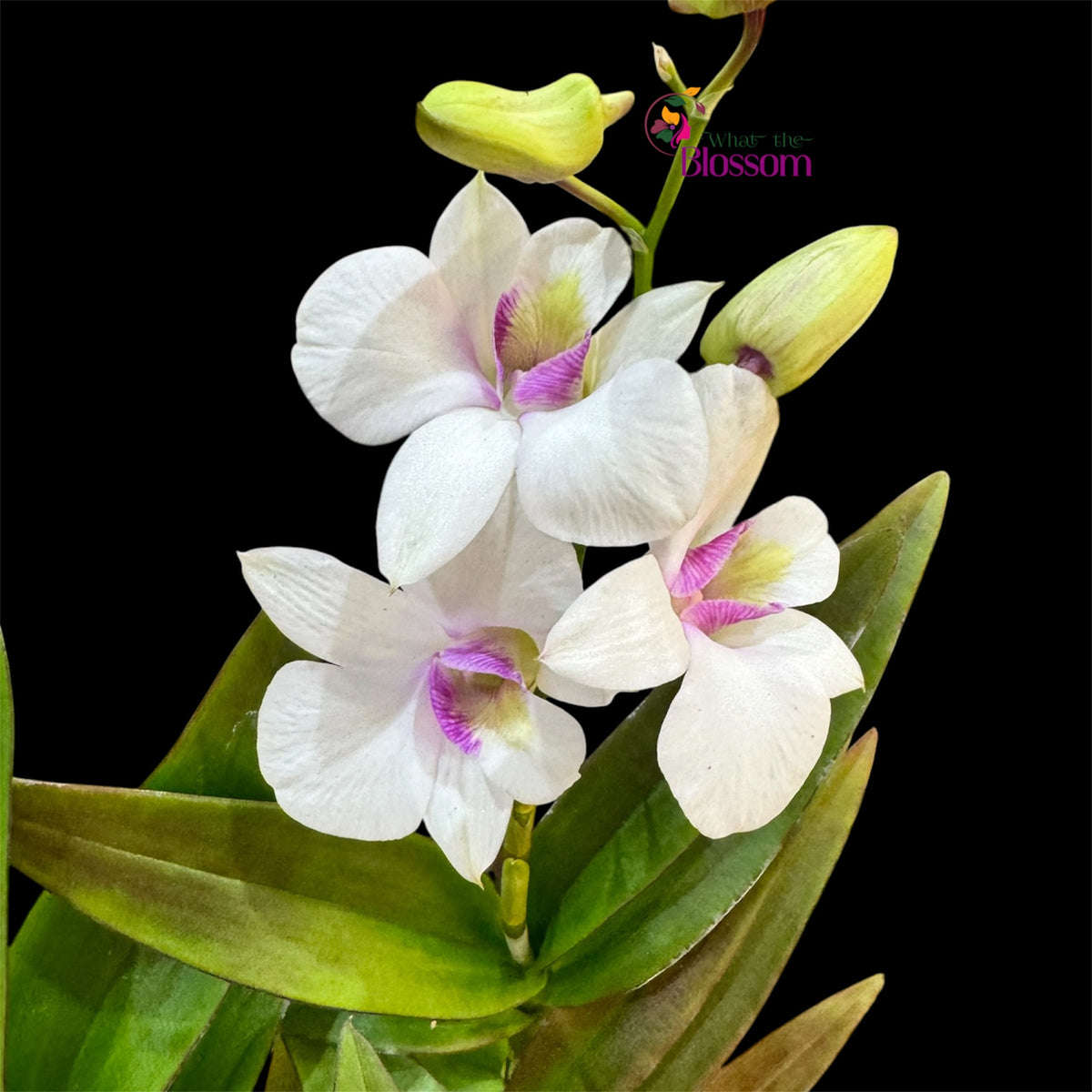 88. Dendrobium Phalaenopsis Hybrid Orchid – Fragranced – 12cm Nursery Pot – Approx. 45–60cm Tall