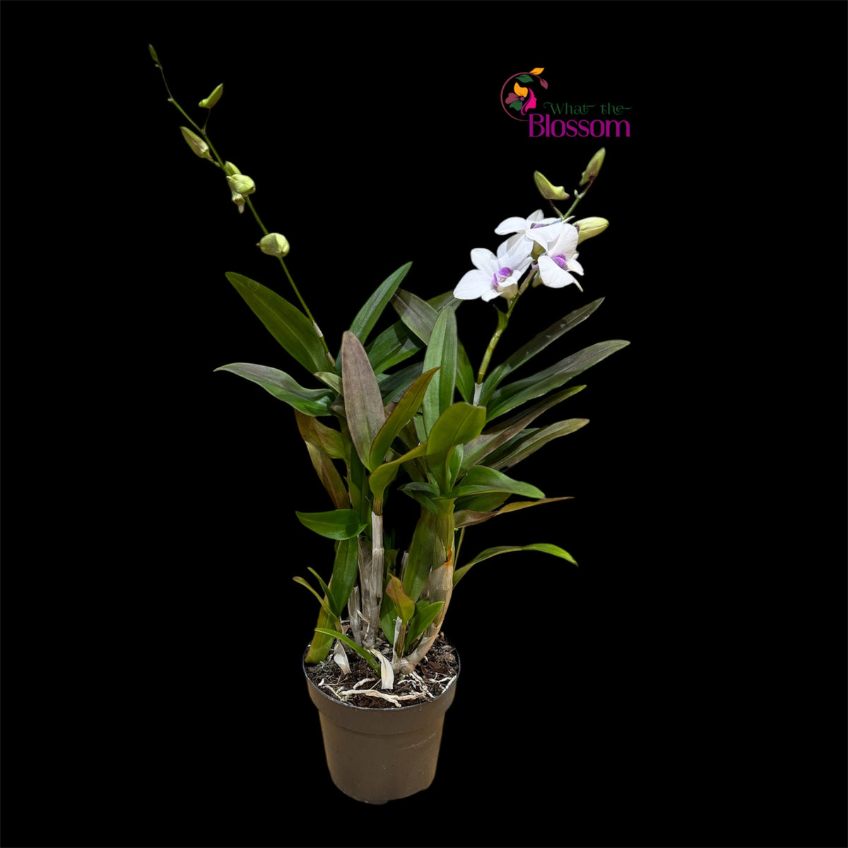 88. Dendrobium Phalaenopsis Hybrid Orchid – Fragranced – 12cm Nursery Pot – Approx. 45–60cm Tall