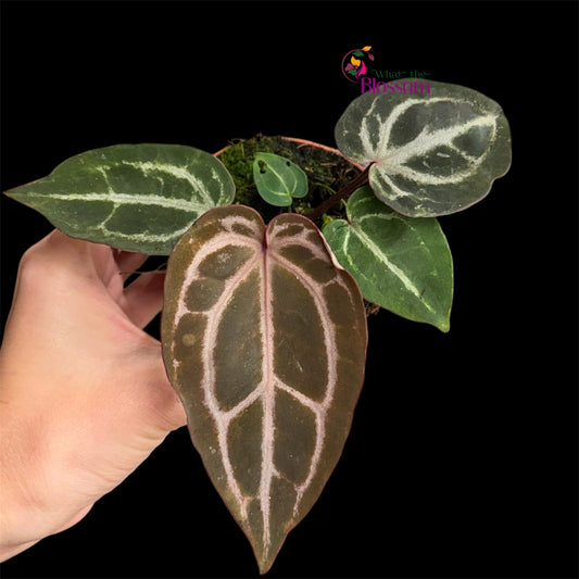 45. Anthurium Red Crystallinum – Red New Leaf – 8cm Nursery Pot – Approx. 15cm Tall