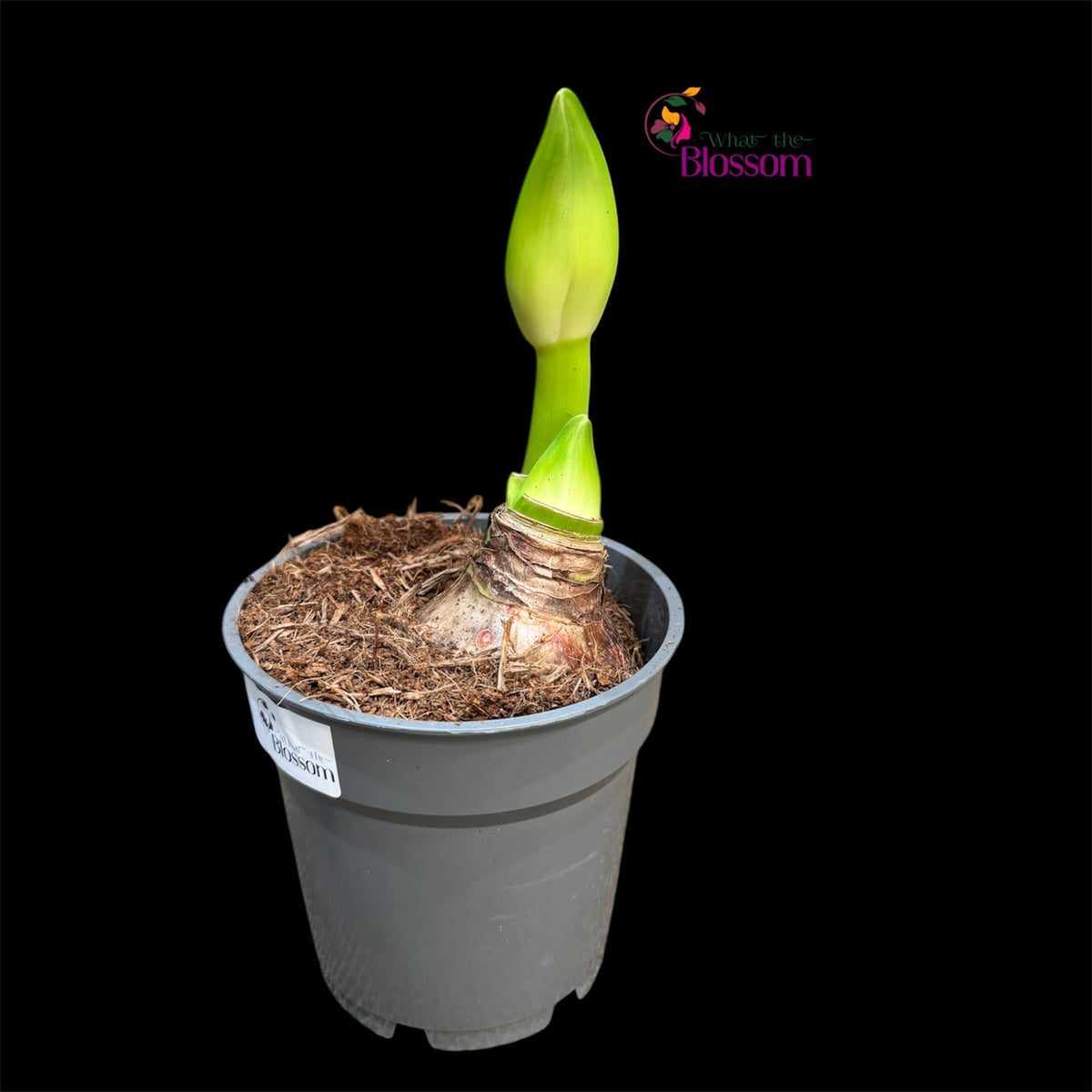 46. Amaryllis Mix – Mixed Colours – 12cm Nursery Pot – 2+ Spikes – Approx. 15cm Tall