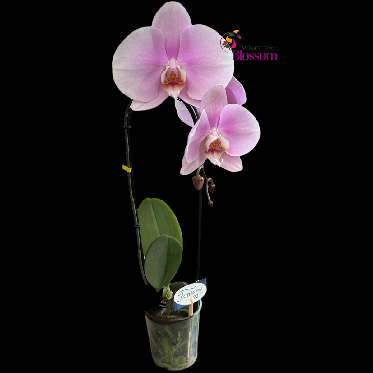 65. Phalaenopsis Fontano Mix Orchid – Naturally Large Blooms – 9cm Nursery Pot – Approx. 50–60cm Tall