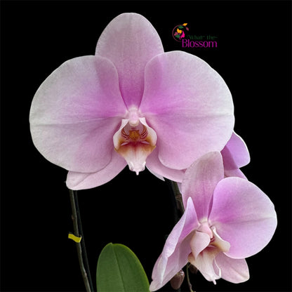 65. Phalaenopsis Fontano Mix Orchid – Naturally Large Blooms – 9cm Nursery Pot – Approx. 50–60cm Tall