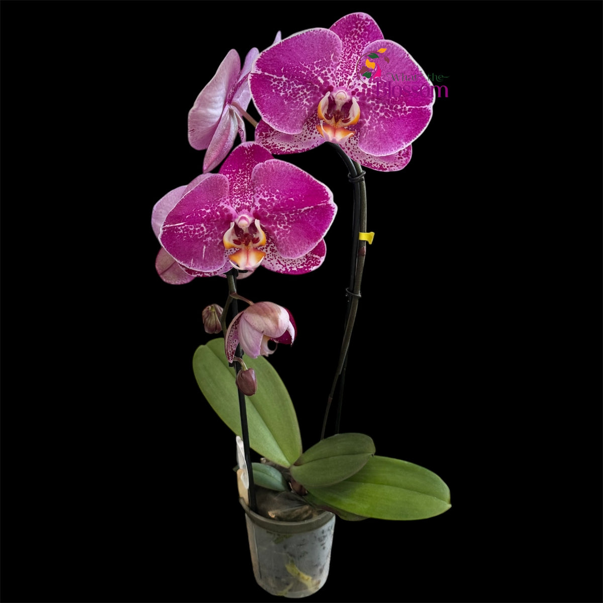 65. Phalaenopsis Fontano Mix Orchid – Naturally Large Blooms – 9cm Nursery Pot – Approx. 50–60cm Tall