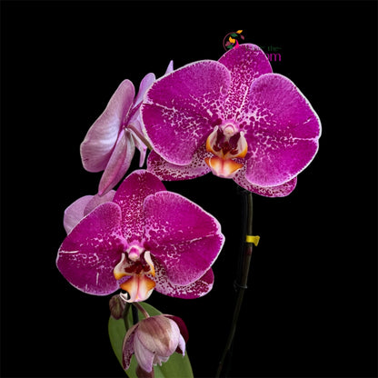 65. Phalaenopsis Fontano Mix Orchid – Naturally Large Blooms – 9cm Nursery Pot – Approx. 50–60cm Tall