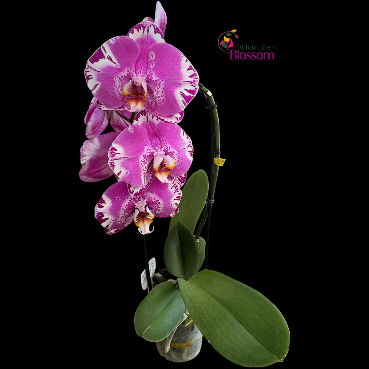65. Phalaenopsis Fontano Mix Orchid – Naturally Large Blooms – 9cm Nursery Pot – Approx. 50–60cm Tall