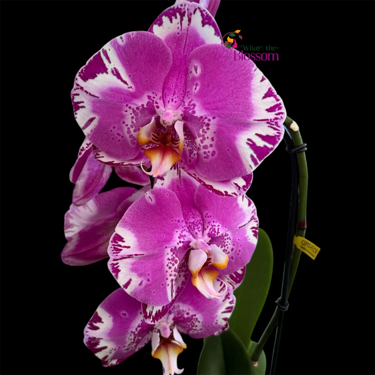 65. Phalaenopsis Fontano Mix Orchid – Naturally Large Blooms – 9cm Nursery Pot – Approx. 50–60cm Tall