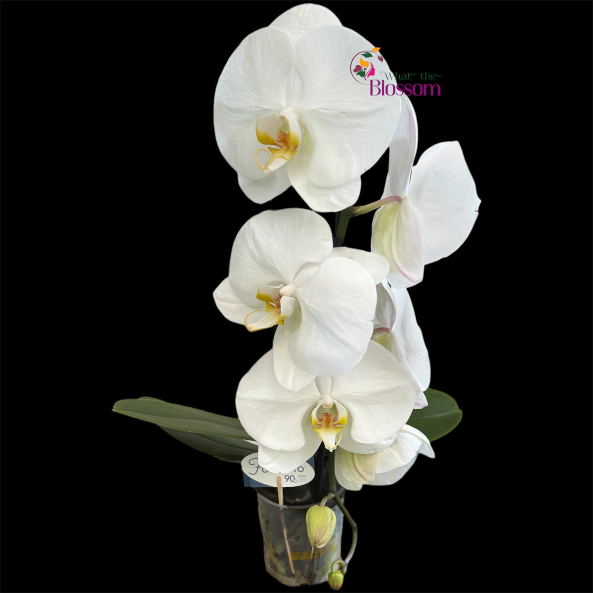 65. Phalaenopsis Fontano Mix Orchid – Naturally Large Blooms – 9cm Nursery Pot – Approx. 50–60cm Tall