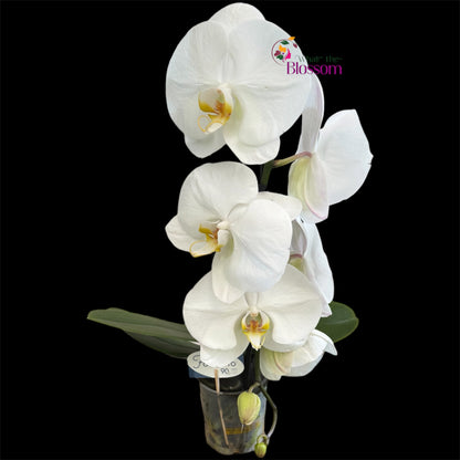 65. Phalaenopsis Fontano Mix Orchid – Naturally Large Blooms – 9cm Nursery Pot – Approx. 50–60cm Tall