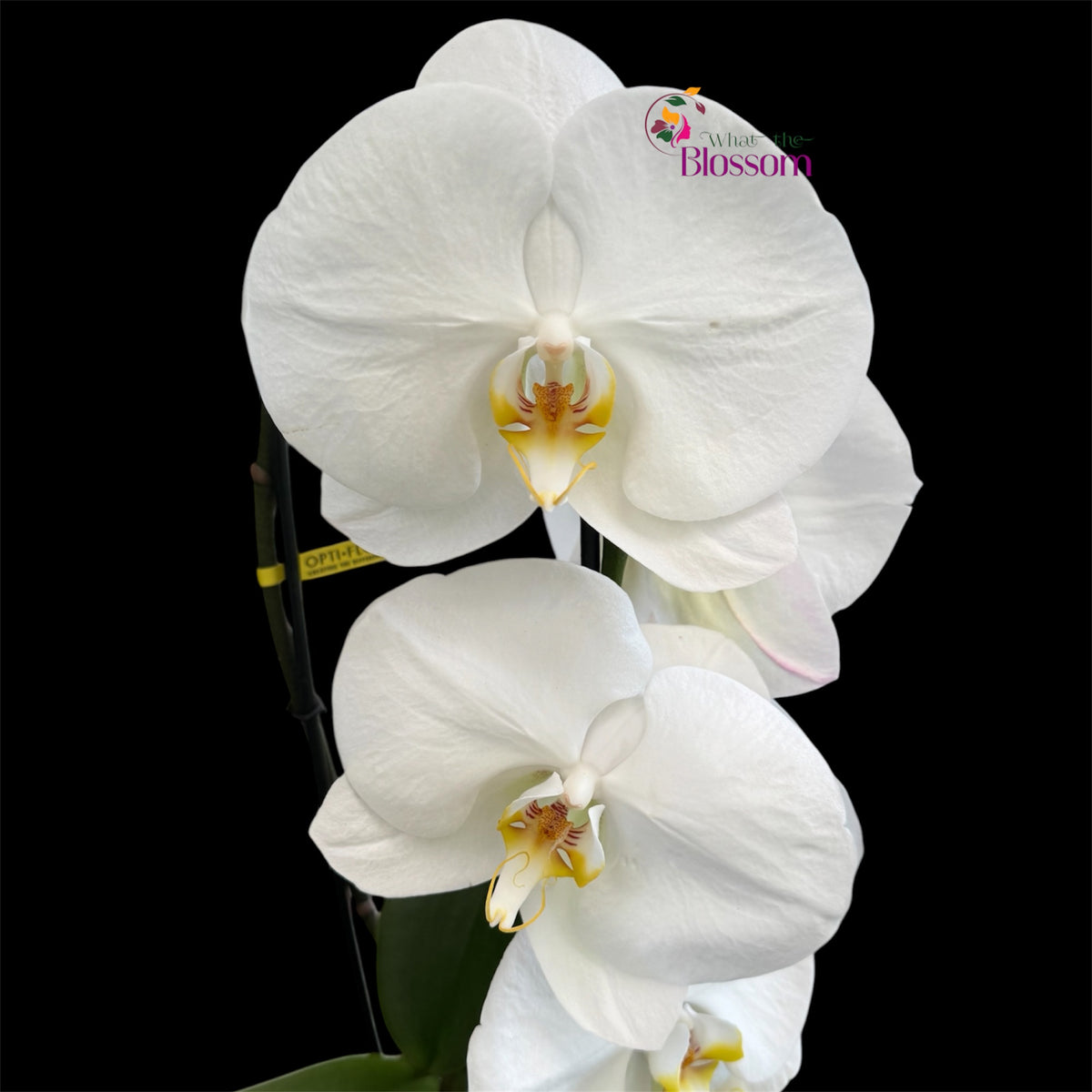 65. Phalaenopsis Fontano Mix Orchid – Naturally Large Blooms – 9cm Nursery Pot – Approx. 50–60cm Tall