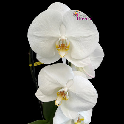 65. Phalaenopsis Fontano Mix Orchid – Naturally Large Blooms – 9cm Nursery Pot – Approx. 50–60cm Tall