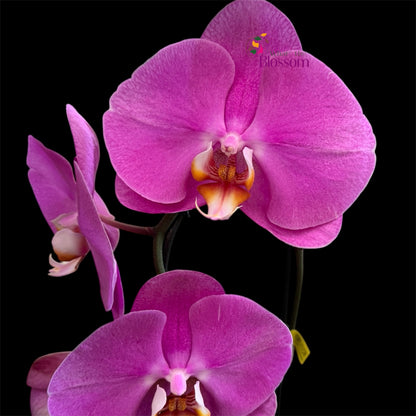 65. Phalaenopsis Fontano Mix Orchid – Naturally Large Blooms – 9cm Nursery Pot – Approx. 50–60cm Tall