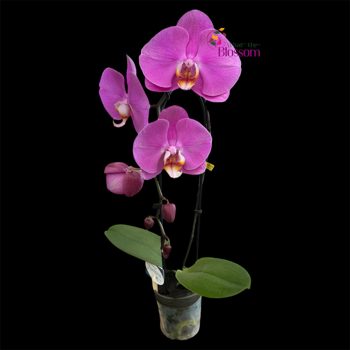 65. Phalaenopsis Fontano Mix Orchid – Naturally Large Blooms – 9cm Nursery Pot – Approx. 50–60cm Tall