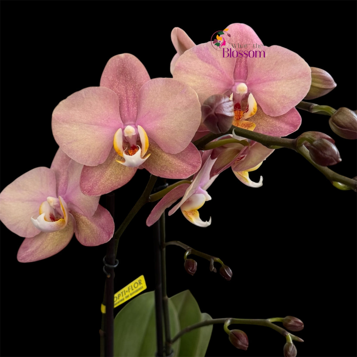 Phalaenopsis Jupiter Orchid – Exclusive Collection – 12cm Nursery Pot – Approx. 50–60cm Tall