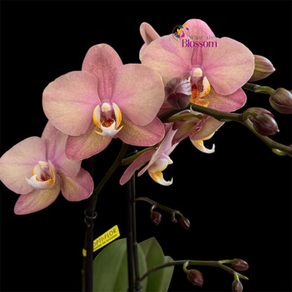 Phalaenopsis Jupiter Orchid – Exclusive Collection – 12cm Nursery Pot – Approx. 50–60cm Tall