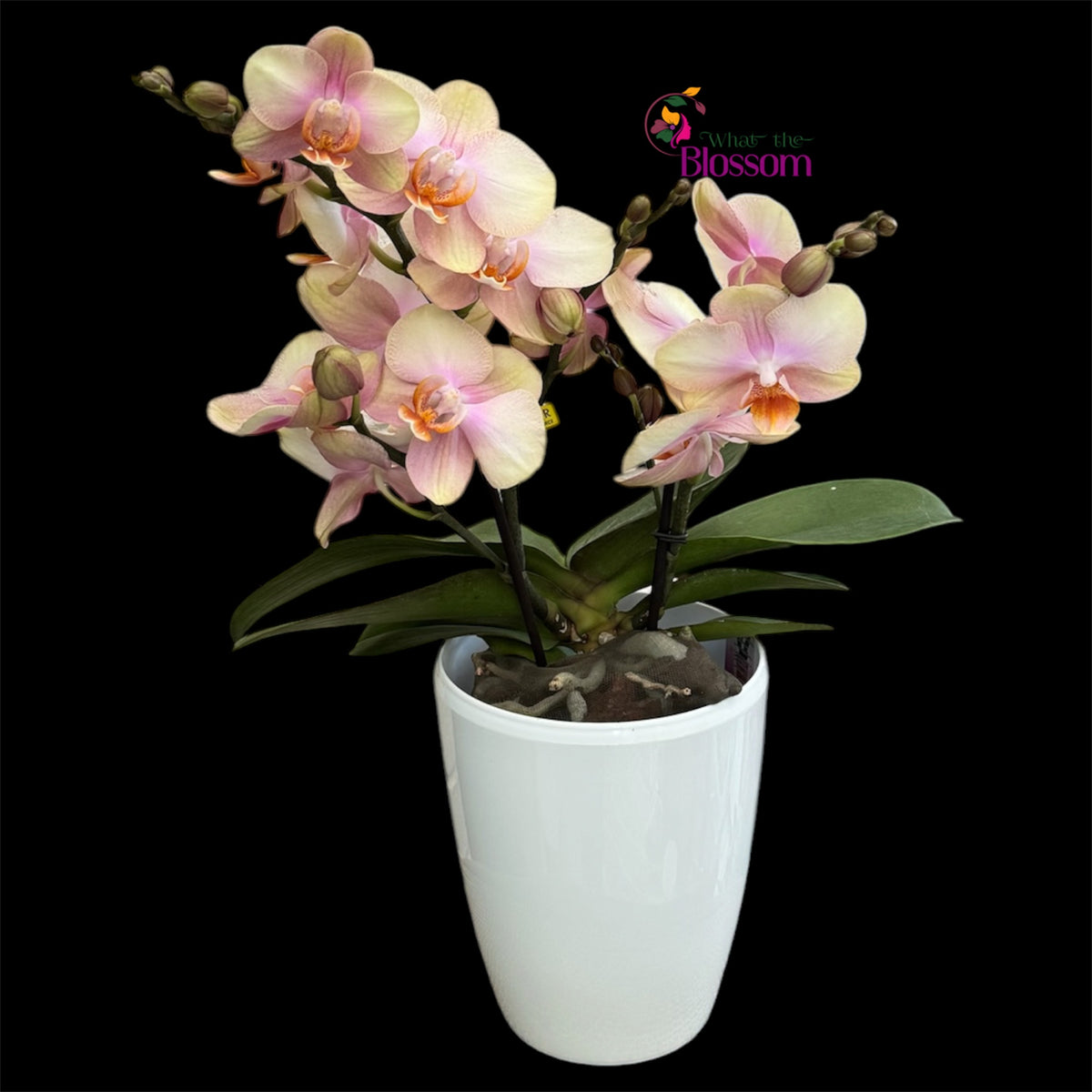 7. Phalaenopsis Paloma Shorty Orchid – 12cm Nursery Pot – Approx. 30–40cm Tall