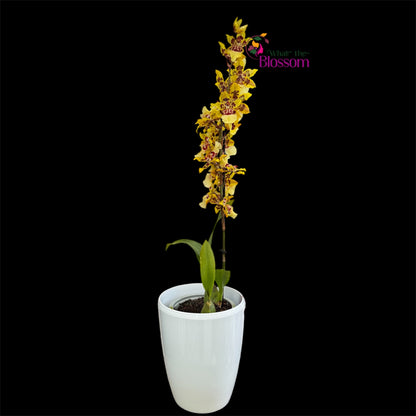 Oncidium (Oncostele) Wildcat 'Garfield'  – 12cm Nursery Pot – Approx. 50cm Tall