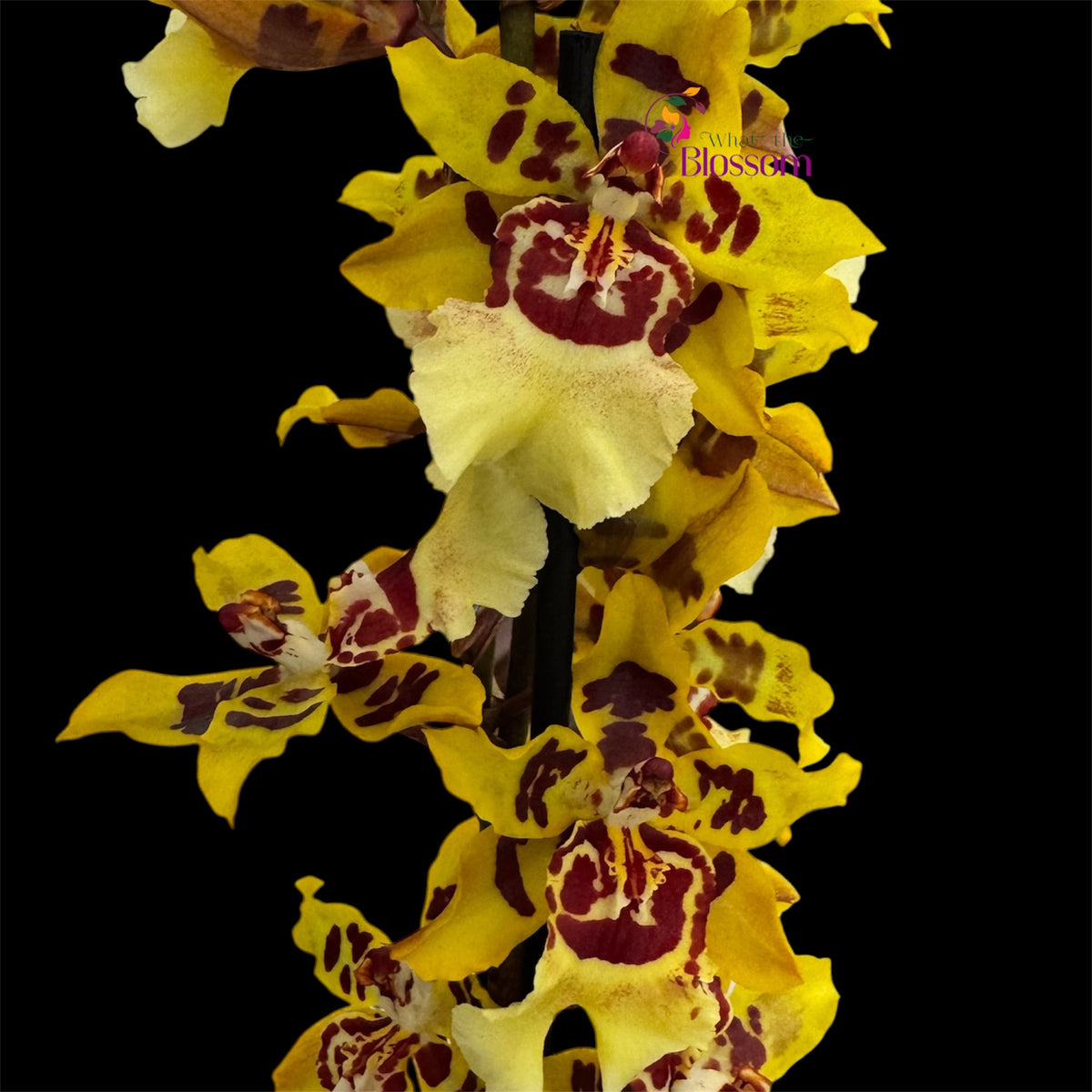 Oncidium (Oncostele) Wildcat 'Garfield'  – 12cm Nursery Pot – Approx. 50cm Tall
