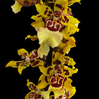 Oncidium (Oncostele) Wildcat 'Garfield'  – 12cm Nursery Pot – Approx. 50cm Tall