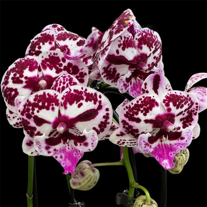 6. Phalaenopsis Speechless Elegance Cascade Orchid – 12cm Nursery Pot – Approx. 50cm Tall