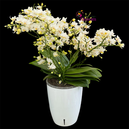 3️⃣6️⃣.Duetto Orchids – Double the Elegance in One Pot | 50cm Tall | 17cm Nursery Pot | Live Flowering Indoor Plant