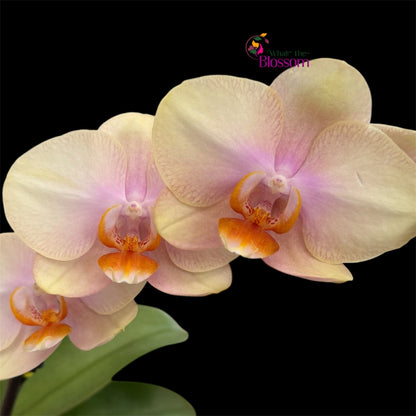 7. Phalaenopsis Paloma Shorty Orchid – 12cm Nursery Pot – Approx. 30–40cm Tall