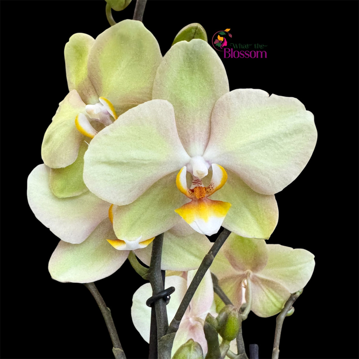 8️⃣6️⃣. Optistar Hollywood Mix 2 Spike Orchids