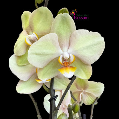 8️⃣6️⃣. Optistar Hollywood Mix 2 Spike Orchids