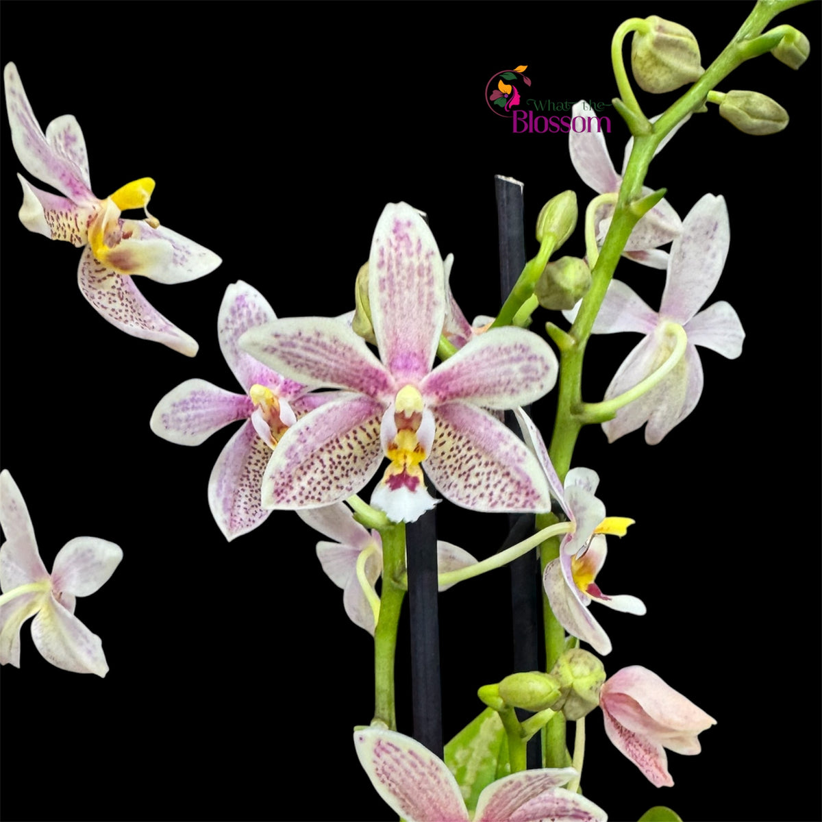 8️⃣.Spider Orchid Fragranced– New Variety – 12cm Nursery Pot – Approx. 25–40cm Tall