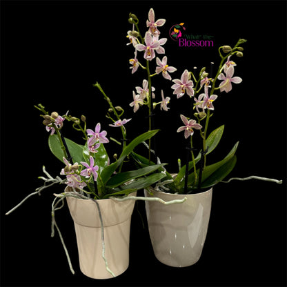 8️⃣.Spider Orchid Fragranced– New Variety – 12cm Nursery Pot – Approx. 25–40cm Tall