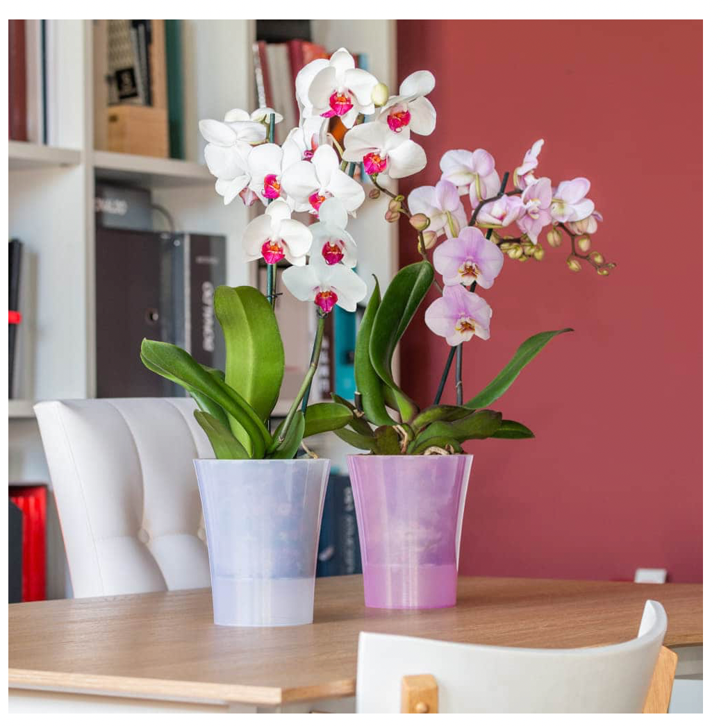 self watering orchid planter Arte-Dea Self-Watering Orchid Pot Glitter Effect – What The Blossom