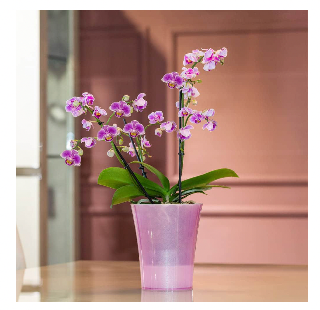 self watering orchid planter Arte-Dea Self-Watering Orchid Pot Glitter Effect – What The Blossom