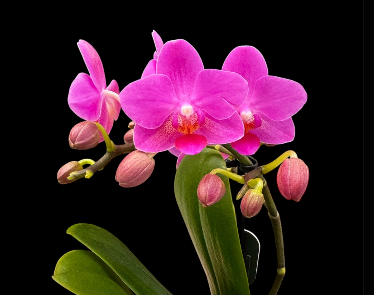 2️⃣2️⃣. Pink Flamingo Mini Orchid – 9cm Nursery Pot – Approx. 30cm Tall – Bright Pink Blooms
